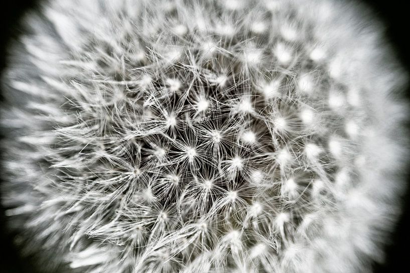 Blasenblume im Detail (reifer Löwenzahn) von Pieter van Marion