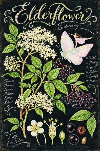 Elderflower – Sambucus Nigra Botanical Study