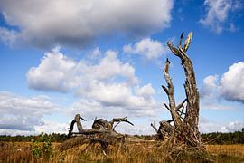 Dead tree von Elly Damen