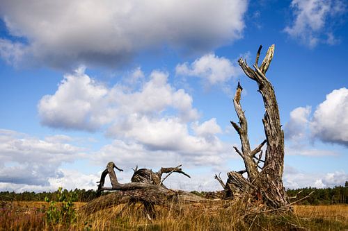 Dead tree