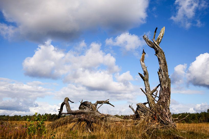 Dead tree by Elly Damen