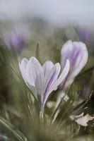 Crocus violets dans une pelouse
