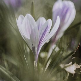 Paarse krokussen in een grasveld van Sharon Kastelijns