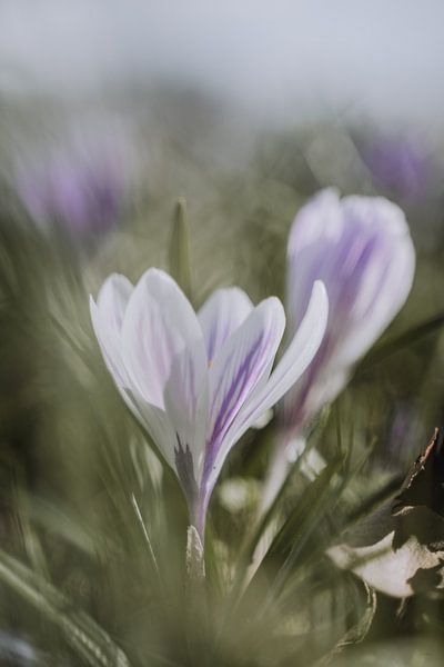 Lila Krokusse auf einer Wiese von Sharon Kastelijns