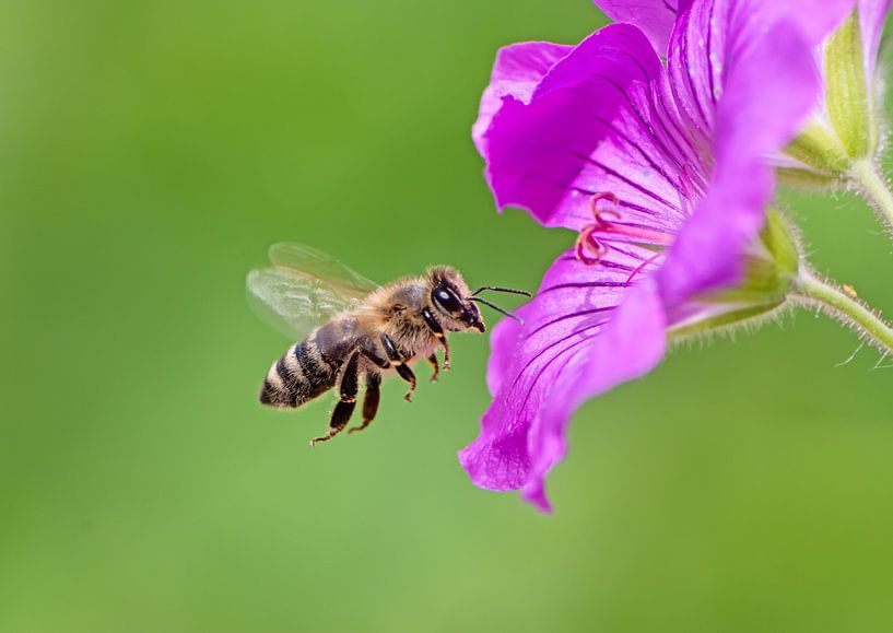 Bee approaching a purple geranium flower by ManfredFotos