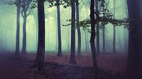 Het mysterieuze bos
