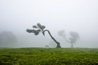 The magical trees from Fanal3