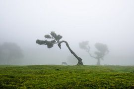 Les arbres magiques de Fanal3