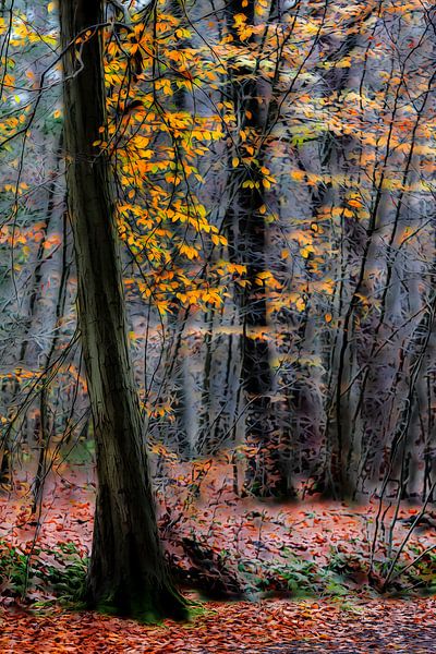 Herfst van Ingrid Van Damme fotografie