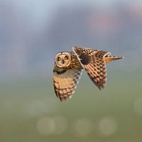 Le hibou des marais regarde en arrière