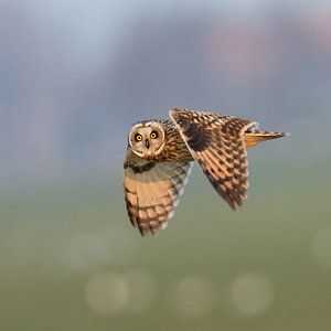 Le hibou des marais regarde en arrière sur Inge Duijsens