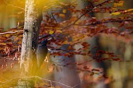 Pic noir (Dryocopus martius)