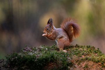 Squirrel at feeding site in Tessenderlo by Vincent D'hondt
