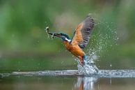 Kingfisher with a two caught fish. by Albert Beukhof thumbnail
