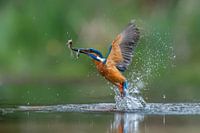 Kingfisher with a two caught fish.