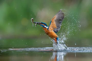 IJsvogel met een twee gevangen visjes. van Albert Beukhof