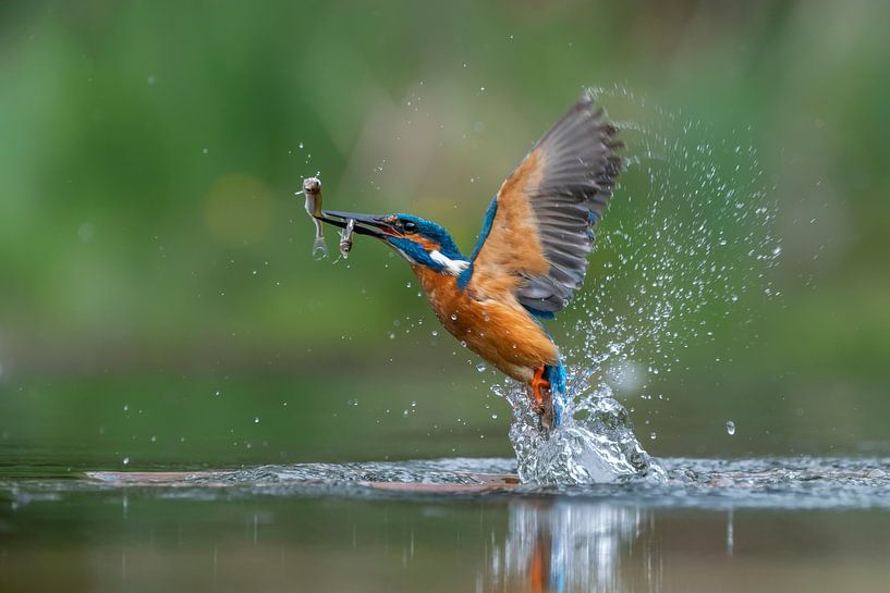 Kingfisher with a two caught fish. by Albert Beukhof