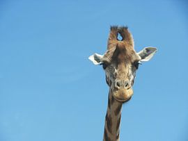 Giraffe von Marlys Natzijl