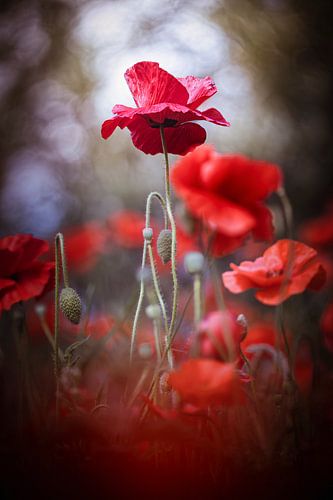 Where the wind falls silent for a moment by Bob Daalder