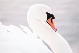 Schwan im Sonnenlicht von Monique Van der Hul