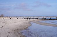 Strandspaziergang mit Hund an der Ostsee von Babetts Bildergalerie Miniaturansicht