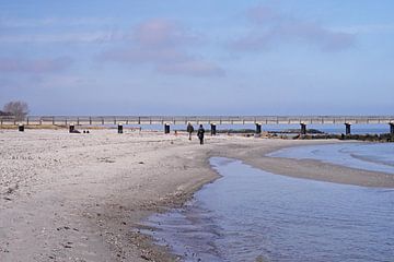 Promenade sur la plage avec un chien au bord de la mer Baltique