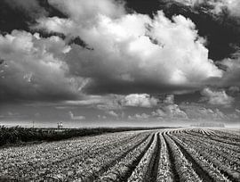 IN THE OPEN by Frank Brand