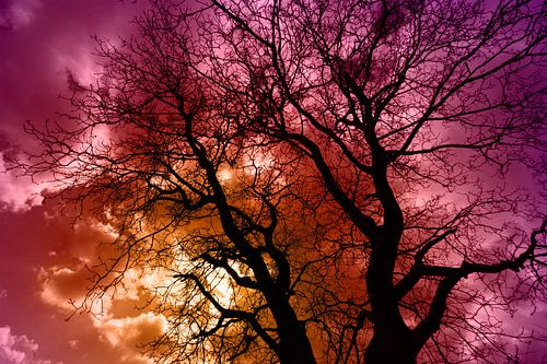 Boom met dreigende wolkenlucht