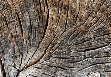 Verweerde oude boomschijf van een afgezaagde boom van Heiko Kueverling
