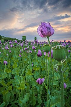 coquelicot pourpre sur Horst Husheer