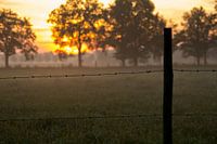 Nature 003