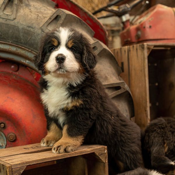 Berner Pup auf Box von Bob de Bruin