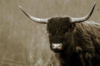 Schottischer Highlander