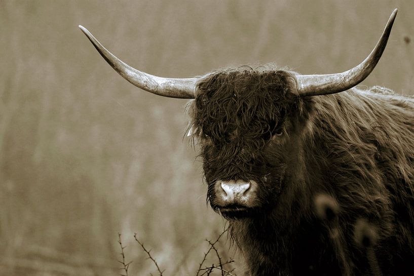 Schottischer Highlander von Bart van Mastrigt