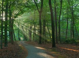 Sunrise at Dwingelderveld – Drenthe (Netherlands) by Marcel Kerdijk