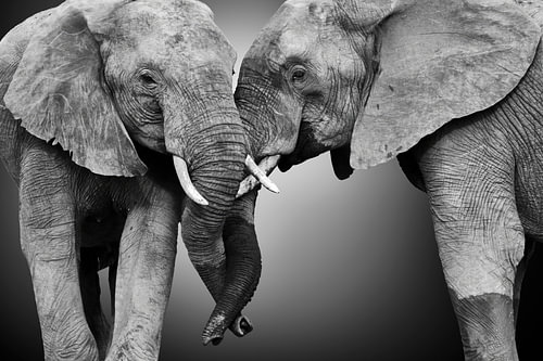 Une amitié très forte entre deux éléphants. sur Chris Stenger