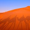 Shadow of Camels in Desert Sands, Abu Dhabi by Nancy Pauwels Photo