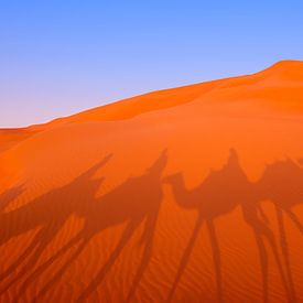 Schatten der Kamele im Wüstensand, Abu Dhabi von Nancy Pauwels Photo