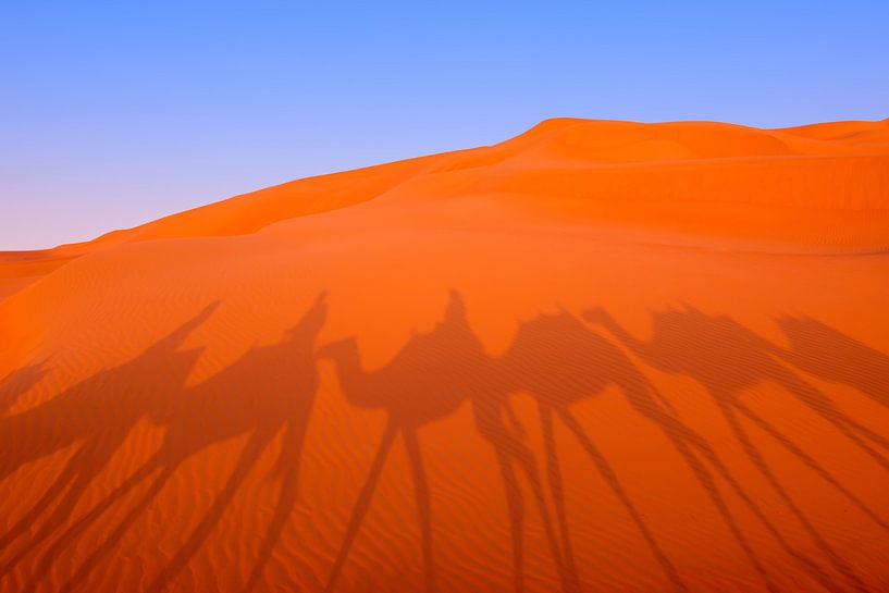 L'ombre des chameaux dans les sables du désert, Abu Dhabi par Nancy Pauwels Photo