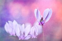 cyclamen en rose