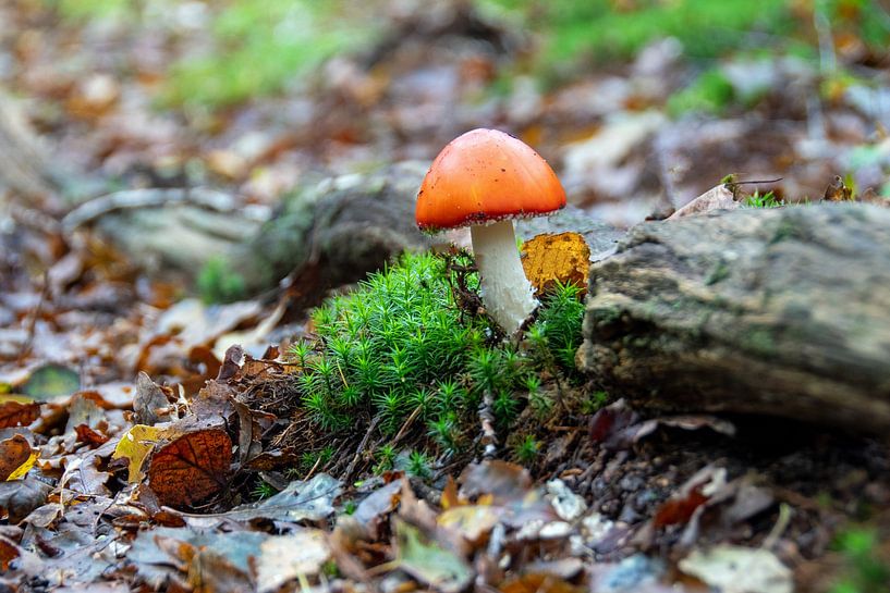 kleiner orangefarbener Pilz, nur im Wald von Gerard de Ridder