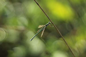 Libelle hält festes Wachs
