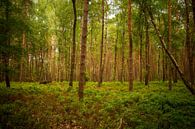 De Veluwe van Celine thumbnail