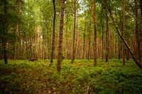 De Veluwe