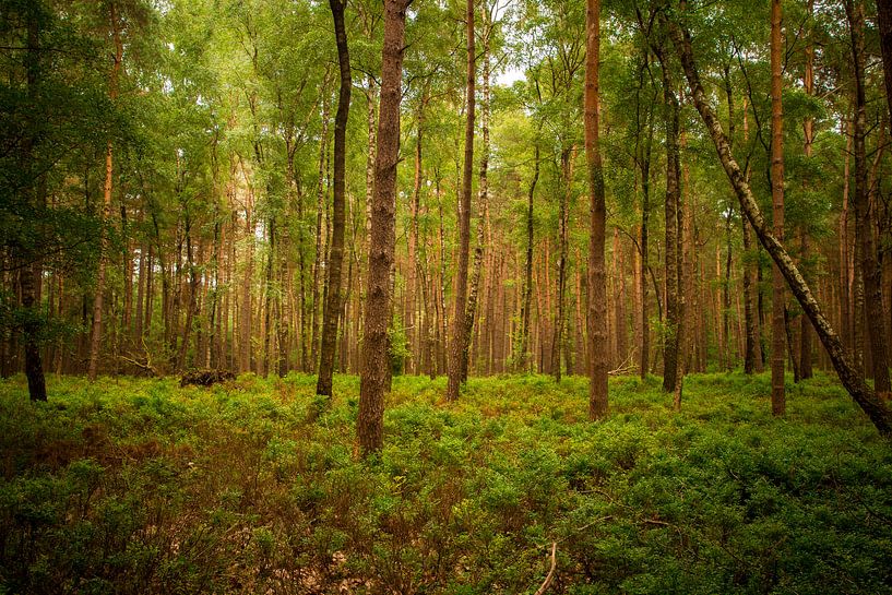 De Veluwe van Celine