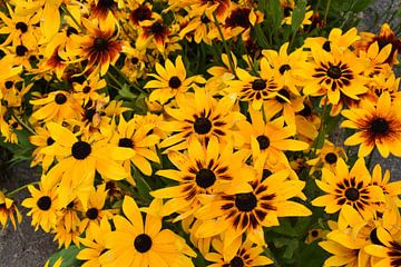 Rudbeckia flowers in the garden by Claude Laprise