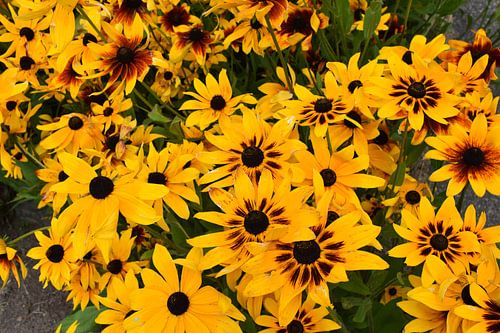 Rudbeckia bloemen in de tuin