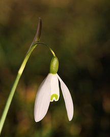Delicate snowdrop with colourful bokeh by Christina Bauer Photos
