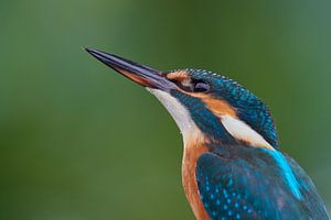 Eisvogel - Aufmerksam