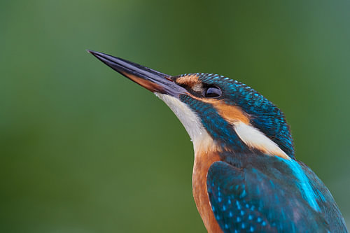 IJsvogel - Aandachtig